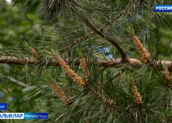 Республикада «Татарстанның чиста урманнары» дип аталган көзге этабы дәвам итә