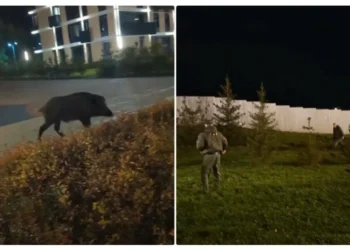 Испугался лая и сбежал