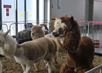 «Зоофест Эко» в «Казань Экспо»: фестиваль о бережном отношении к животным и природе