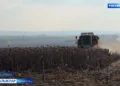 Көнбагыш уңды быел