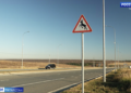 В Татарстане создают нейросеть, которая будет предупреждать водителей о лосях и кабанах на дорогах