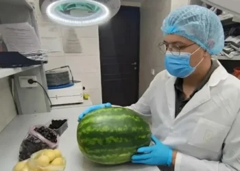 В Татарстане подтвердили безопасность партии фруктов и ягод из Киргизии